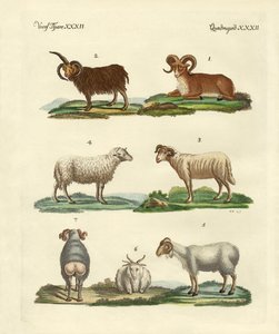 Diferentes tipos de ovejas
