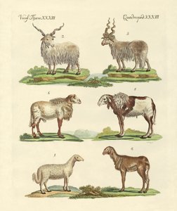Diferentes tipos de ovejas