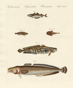Diferentes tipos de mariscos de German School