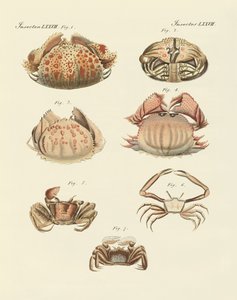 Diferentes tipos de camarones y cangrejos de German School