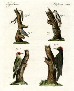 Diferentes tipos de pájaros carpinteros