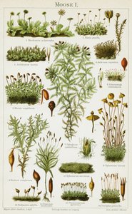 Diferentes especies de musgo de German School