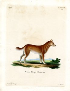 Dingo de German School