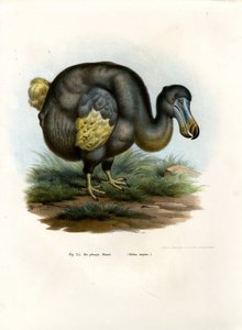 Dodo, 1864