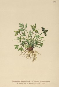 Asplenium Seelosii de German School