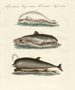 Delfines de German School