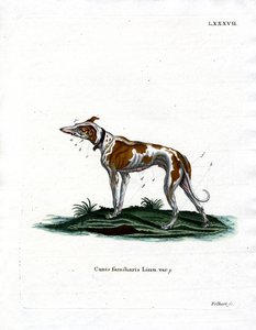 Perro doméstico de German School
