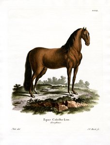 Caballo doméstico