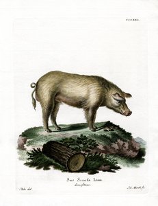 Cerdo doméstico de German School