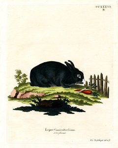 Conejo doméstico