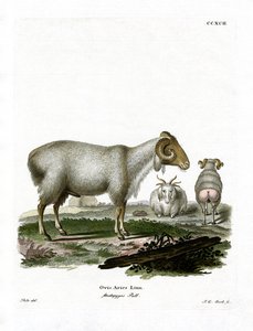 Oveja doméstica