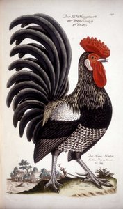 Gallo doméstico - Tratado alemán del siglo XVIII.