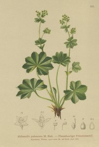 Alquimila pubescente (Alchemilla pubescens, Alchemilla glaucescens) de German School