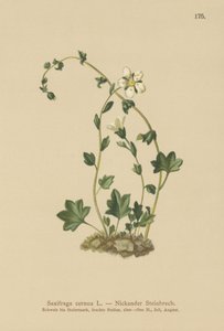 Saxifraga inclinada (Saxifraga cernua)
