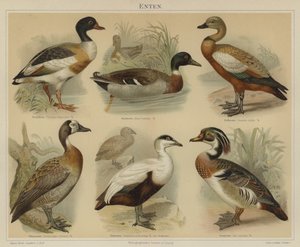 Patos (litografía en color) de German School