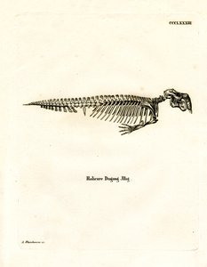 Esqueleto de Dugongo de German School