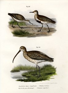 Correlimos común, 1864 de German School
