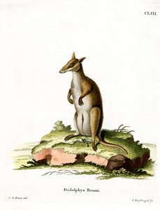 Wallaby oscuro de German School