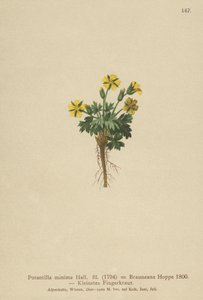 Potentilla enana (Potentilla minima, Potentilla Brauneana, Potentilla dubia) de German School