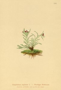 Hierba de cudweed enana (Gnaphalium supinum) de German School