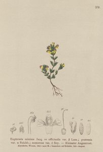 Eufrasia enana (Euphrasia minima, Euphrasia officinalis, Euphrasia pratensis var. nemorosa) de German School
