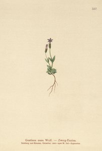Genciana enana (Gentiana nana, Gentianella nana) de German School