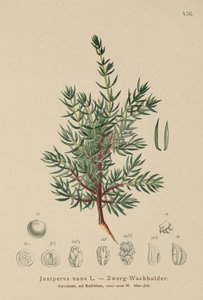 Enebro enano (Juniperus nana, Juniperus communis subsp. nana, Juniperus communis var. saxatilis) de German School