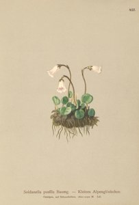 Campanilla de nieve enana (Soldanella pusilla, Soldanella alpicola)