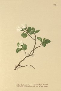 Sauce enano (Salix herbacea) de German School