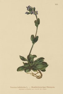 Verónica azul enana (Veronica bellidioides) de German School