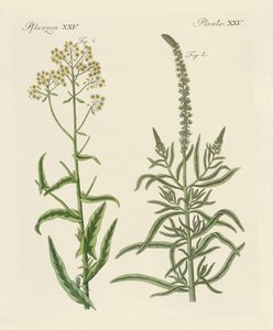 Plantas tintóreas de German School