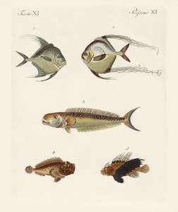 Peces de la India oriental de German School
