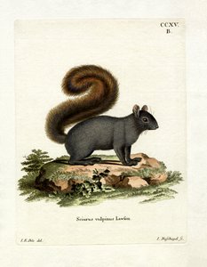 Ardilla zorro oriental