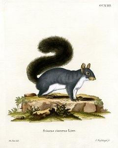 Ardilla Gris Oriental