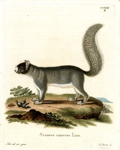 Ardilla Gris Oriental