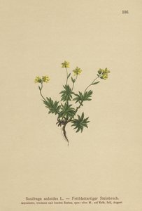 Saxífraga oriental (Saxifraga sedoides) de German School