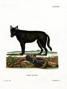 Lobo de Madera del Este de German School