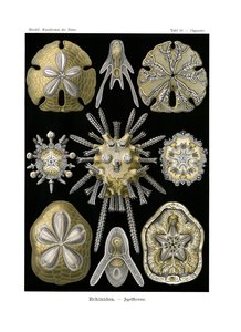 Echinidea, 1899-1904 de German School
