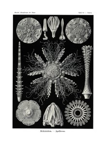 Echinidea de German School