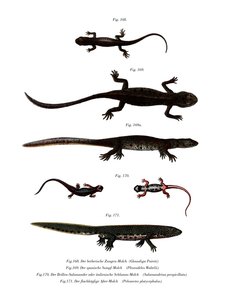 Tritón acanalado de la península de Edough