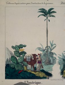 Póster educativo con flora y fauna de Sudamérica, lado izquierdo, publicado por F. Wentzel, Weissenburg, 1840