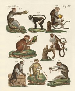 Ocho tipos de monos guenon de German School