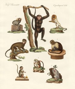 Ocho tipos de monos de German School
