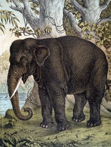 Elefante - en "Historia Natural de los Mamíferos", ed. Schreiber, Múnich de German School