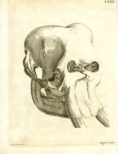 Cráneo de elefante