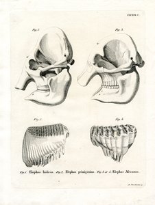 Cráneos de Elefante