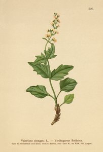 Valeriana alargada (Valeriana elongata) de German School