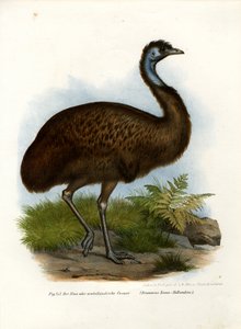 Emú, 1864
