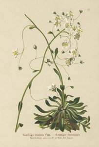 Saxífraga incrustada (Saxifraga crustata) de German School