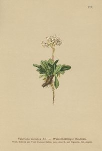Valeriana de hoja entera (Valeriana saliunca) de German School